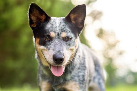 australian cattle dog markings.